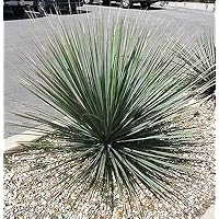 Amazon.co.jp: 【種子】Dasylirion Glaucophyllumダシリリオン